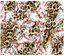 Sublimation Tumbler Wrap - Baseballs and Leopard - The Vinyl Haus