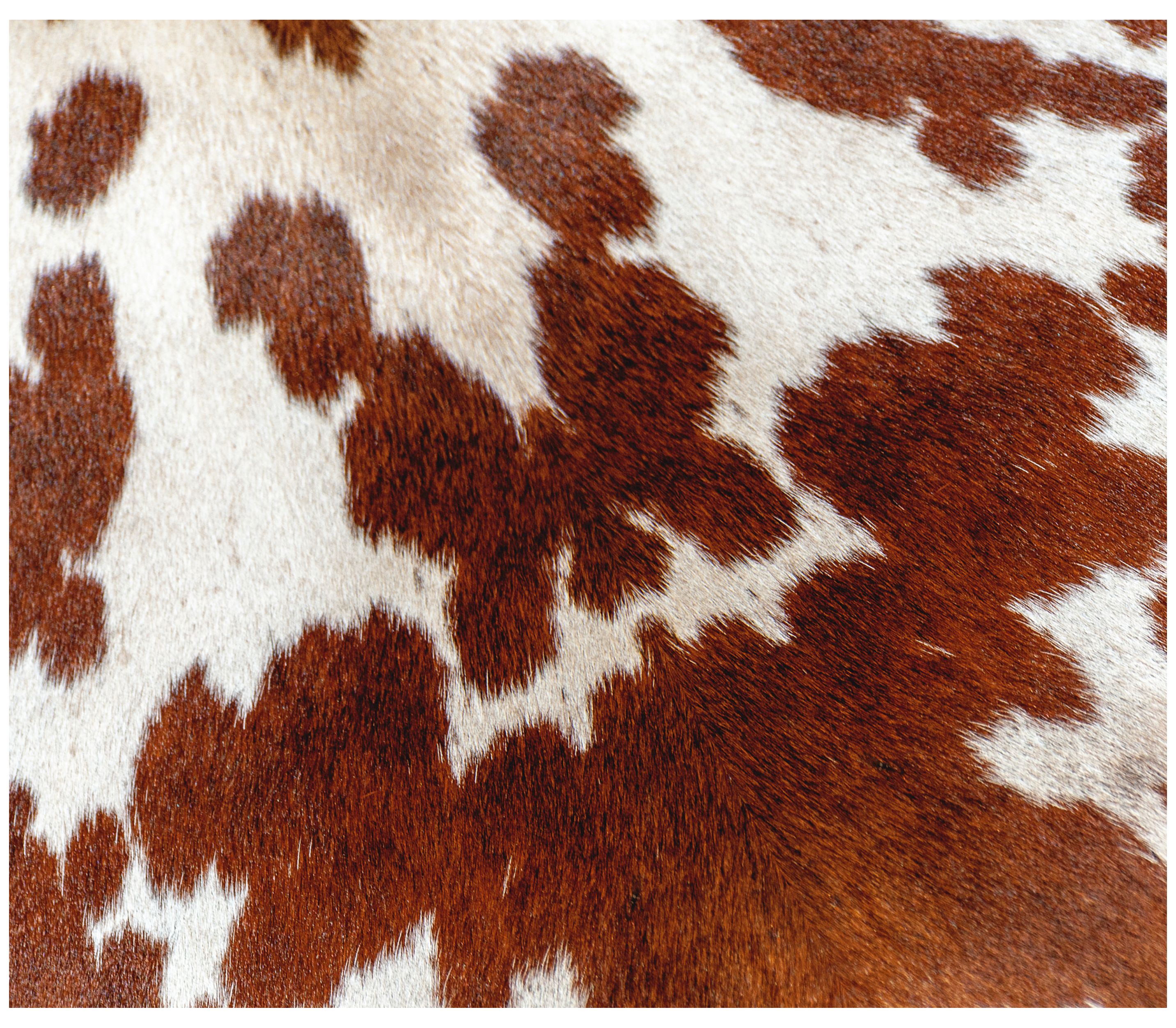 Sublimation Tumbler Wrap - Cow Hide - The Vinyl Haus