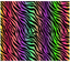 Sublimation Tumbler Wrap - Neon Rainbow Ombre Zebra Black Background - The Vinyl Haus